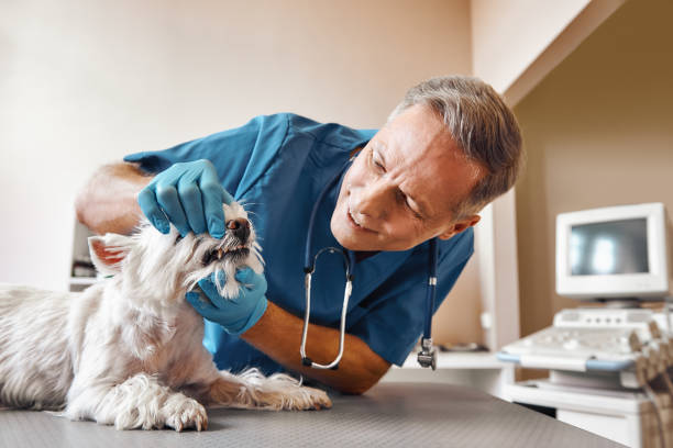 Best Mobile Emergency Dentist in Avalon, PA